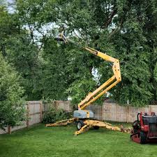 How Our Tree Care Process Works  in  Lowes Island, VA