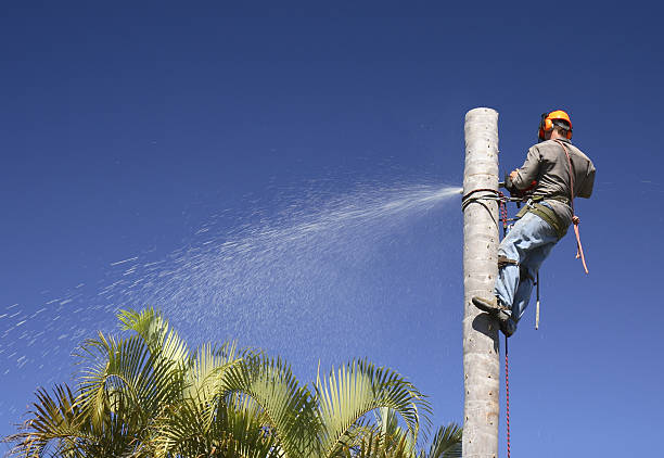 Best Emergency Tree Removal  in Lowes Island, VA