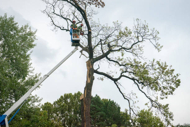 Professional Tree Services in Lowes Island, VA